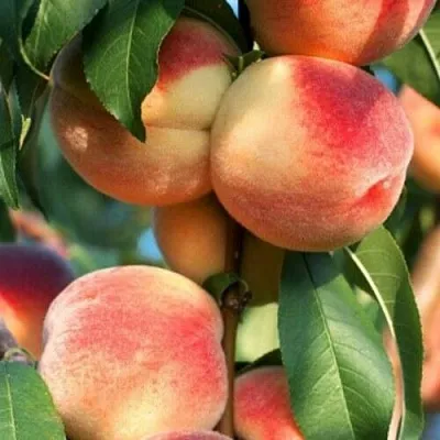 Персик ЛОЙКО 2  Персик ЛОЙКО 2 в Борисове