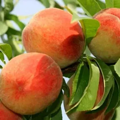 Персик ВАРДЕНИ  Персик ВАРДЕНИ в Борисове