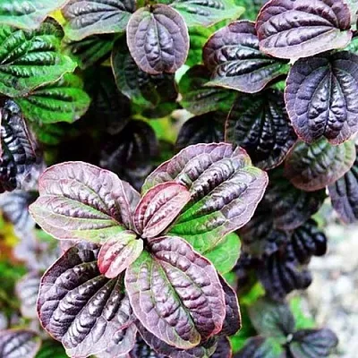 Дерен КОМПРЕССА кроваво-красный  Дерен КОМПРЕССА кроваво-красный в Борисове