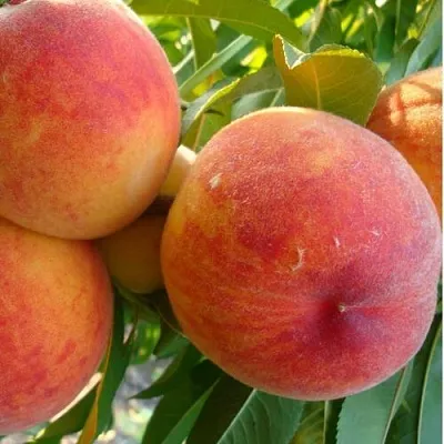 Персик ДИВНЫЙ  Персик ДИВНЫЙ в Борисове