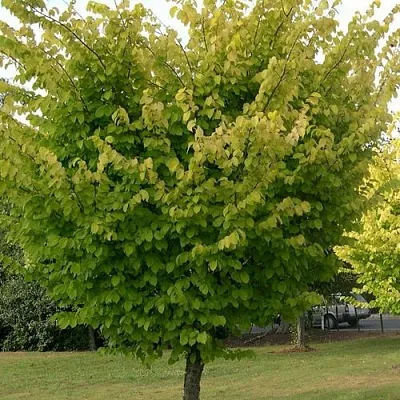 Вяз обыкновенный  Вяз обыкновенный в Борисове
