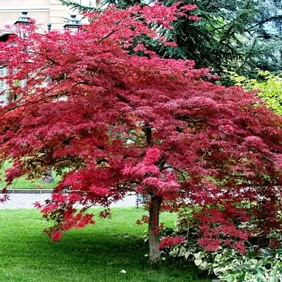 Клен пальмолистный  Клен пальмолистный в Борисове