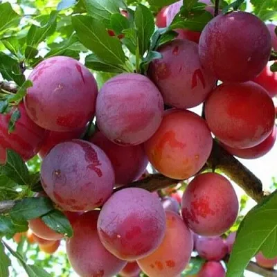 Слива НЕКТАРИННАЯ АРОМАТНАЯ  Слива НЕКТАРИННАЯ АРОМАТНАЯ в Борисове