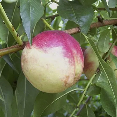 ПИЧЕРИН  ПИЧЕРИН в Борисове