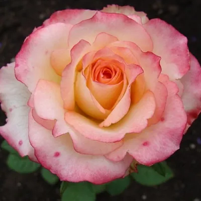 Роза ДУЭТ чайно-гибридная  Роза ДУЭТ чайно-гибридная в Борисове