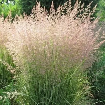 Вейник ОВЕРДАМ остроцветковый  Вейник ОВЕРДАМ остроцветковый в Борисове