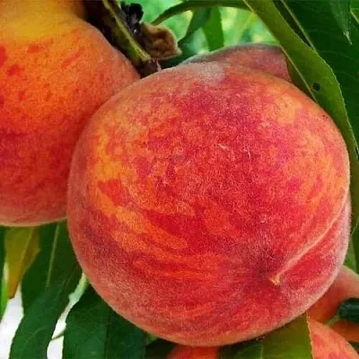 Персик ЗОЛОТОЙ ЮБИЛЕЙ  Персик ЗОЛОТОЙ ЮБИЛЕЙ в Борисове