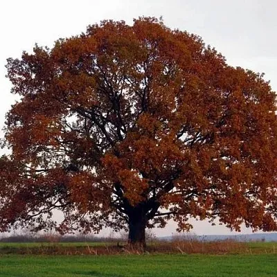 Дуб скальный  Дуб скальный в Борисове