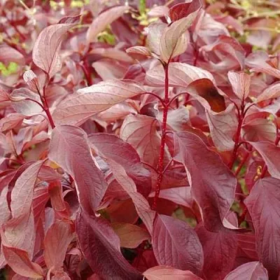 Дерен КРАСНЫЙ  Дерен КРАСНЫЙ в Борисове