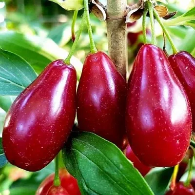 Кизил ВЛАДИМИРСКИЙ в Борисове