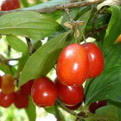 Кизил КОРАЛЛОВЫЙ МАРКА в Борисове