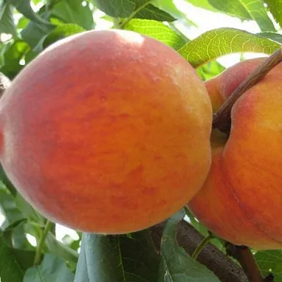 Персик СОЧНЫЙ  Персик СОЧНЫЙ в Борисове