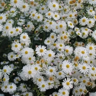 Болтония СНОУБЭНК  Болтония СНОУБЭНК в Борисове