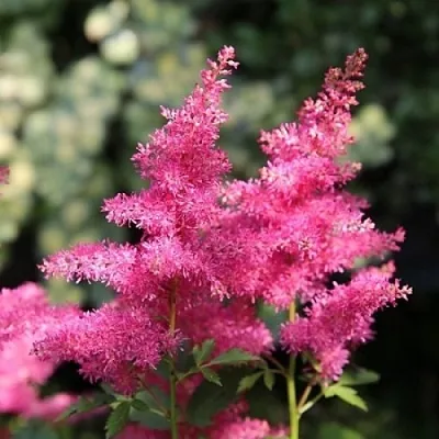 Астильба САННИ ДЕЙ гибридная  Астильба САННИ ДЕЙ гибридная в Борисове