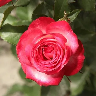 Роза САФИНА спрей  Роза САФИНА спрей в Борисове