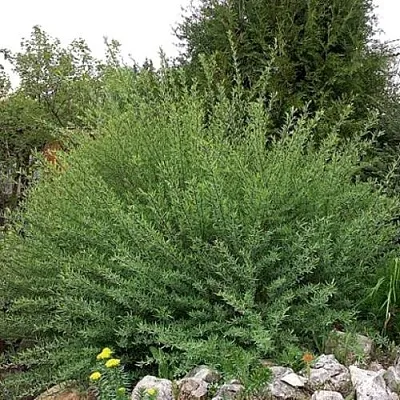 Ива НАНА пурпурная  Ива НАНА пурпурная в Борисове