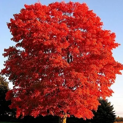 Дуб красный  Дуб красный в Борисове