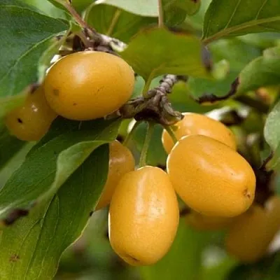 Кизил ЯНТАРНЫЙ в Борисове