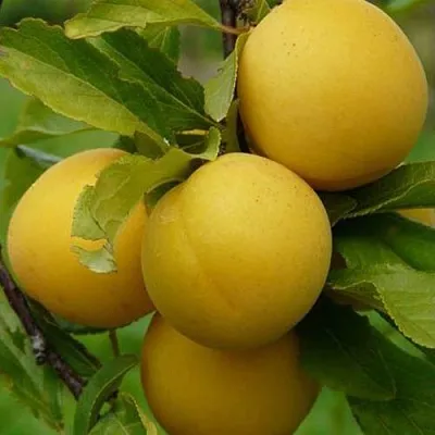 Слива СОЛНЫШКО  Слива СОЛНЫШКО в Борисове