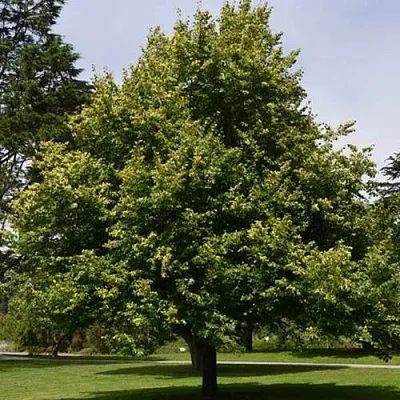 Липа сердцевидная  Липа сердцевидная в Борисове