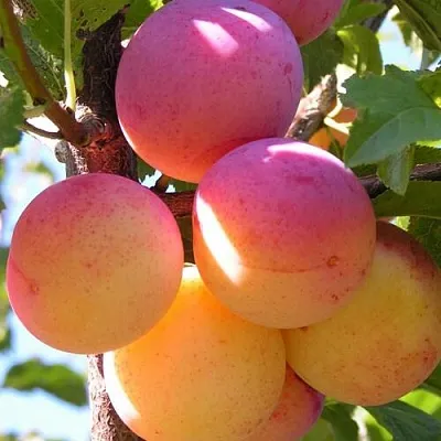 Алыча ВЕТРАЗЬ- Алыча ВЕТРАЗЬ-