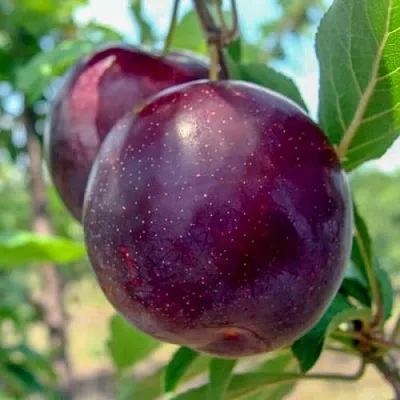 Слива АНЖЕЛИНО  Слива АНЖЕЛИНО в Борисове