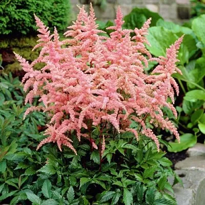 Астильба БРЕССИНГЕМ БЬЮТИ Арендса  Астильба БРЕССИНГЕМ БЬЮТИ Арендса в Борисове