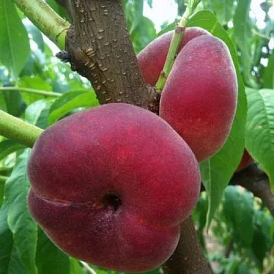 Персик АЛЕКС ИНЖИРНЫЙ  Персик АЛЕКС ИНЖИРНЫЙ в Борисове