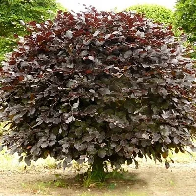 Бук лесной АТРОПУНИЦЕА  Бук лесной АТРОПУНИЦЕА в Борисове