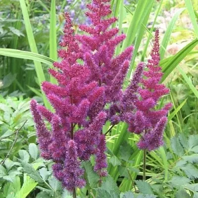 Астильба КАРАОКЕ ПАРТИ китайская  Астильба КАРАОКЕ ПАРТИ китайская в Борисове