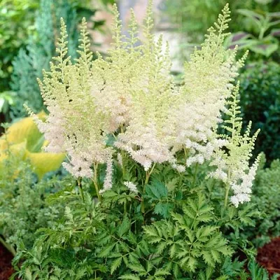 Астильба МИЛК ЭНД ХАНИ китайская  Астильба МИЛК ЭНД ХАНИ китайская в Борисове