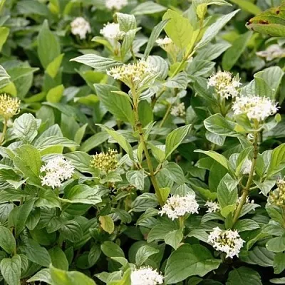 Дерен ФЛАВИРАМЕА отпрысковый  Дерен ФЛАВИРАМЕА отпрысковый в Борисове