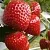 Клубника АРГЕНТЕРА в Борисове