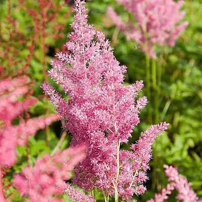 Астильба РЕЙНЛЕНД японская  Астильба РЕЙНЛЕНД японская в Борисове