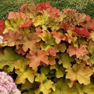 Гейхера БИГ ТОП БРОНЗ  Гейхера БИГ ТОП БРОНЗ в Борисове