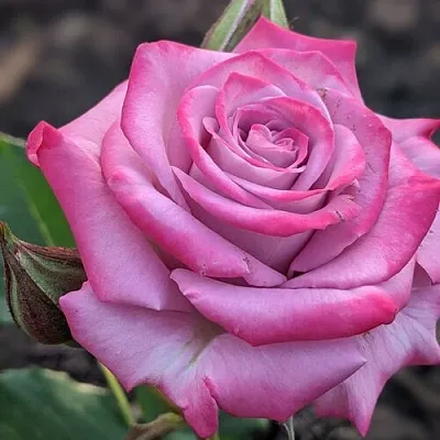 Роза ОКЕАН МИКАДО спрей  Роза ОКЕАН МИКАДО спрей в Борисове