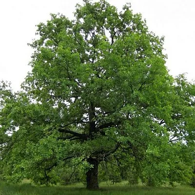Дуб черешчатый  Дуб черешчатый в Борисове