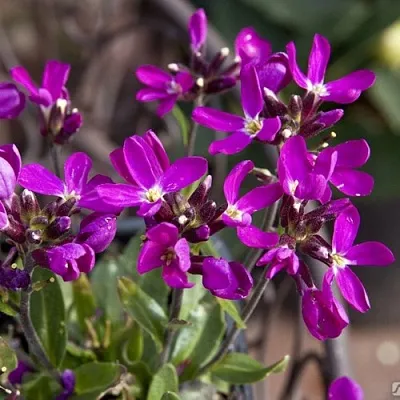 Арабис РОУЗ делайт  Арабис РОУЗ делайт в Борисове