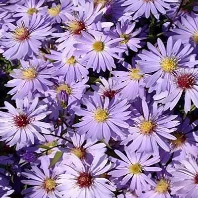 Астра БЛЮ ХЕВЕН сердцелистная  Астра БЛЮ ХЕВЕН сердцелистная в Борисове