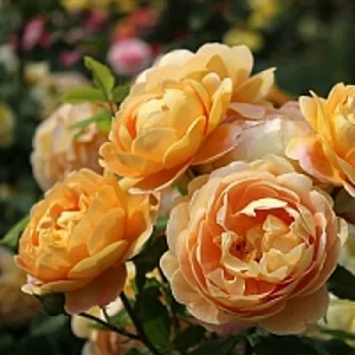 Роза ГОЛДЕН СЕЛЕБРЕЙШЕН английская  Роза ГОЛДЕН СЕЛЕБРЕЙШЕН английская в Борисове