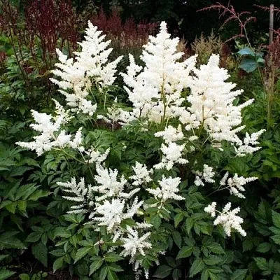 Астильба ДОЙЧЛАНД японская  Астильба ДОЙЧЛАНД японская в Борисове