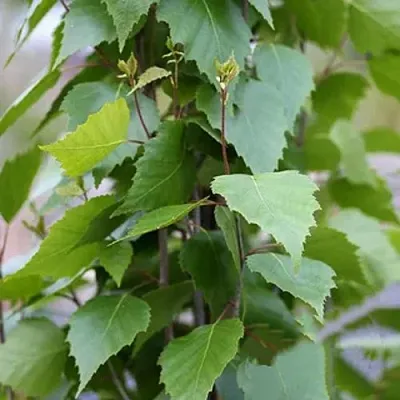 Береза ФАСТИГИАТА повислая   Береза ФАСТИГИАТА повислая  в Борисове