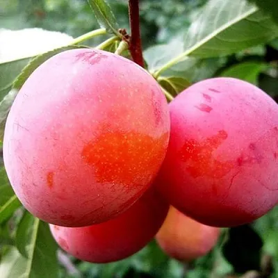 Слива КОМЕТА  Слива КОМЕТА в Борисове