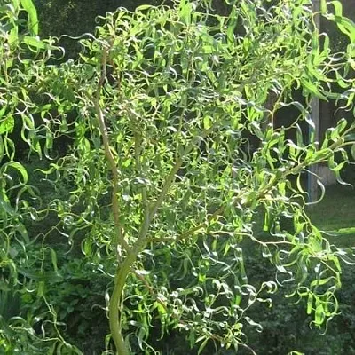 Ива МАТСУДАНА  Ива МАТСУДАНА в Борисове