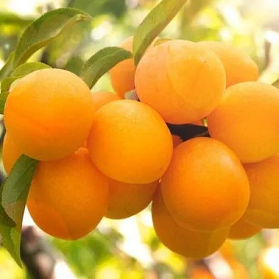 Слива МАРА  Слива МАРА в Борисове