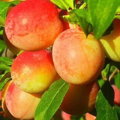 Слива ВИТЬБА  Слива ВИТЬБА в Борисове