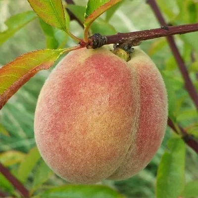 Персик ЕЛГАВСКИЙ  Персик ЕЛГАВСКИЙ в Борисове