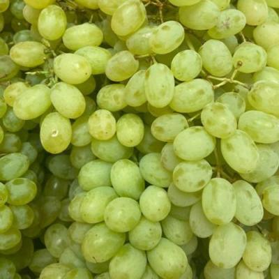 Зеленый в Борисове