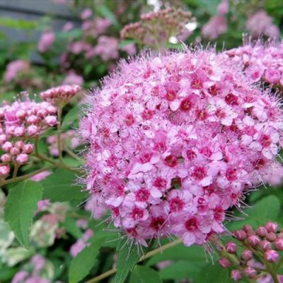 Розовая в Борисове