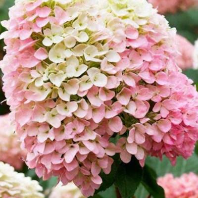 Низкорослые (карликовые) в Борисове